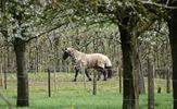 Op zoek naar 'Haspengoud'