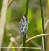 Vlinders voelen de lente