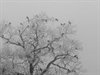 Winter in Pelt