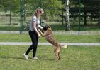 Opendeurdag dierenasiel