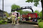 Drie auto's beschadigd door omvallende boom