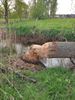 De bever in de Holvense beek