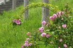 Rozen die bloeien