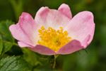 Rozen die bloeien