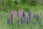 Kleuren in de natuur