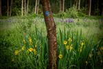 Kleuren in de natuur