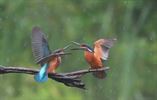 Mooie fotoreeks ijsvogels