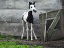 Een minimonstertje en andere jonge dieren