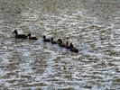 Een minimonstertje en andere jonge dieren