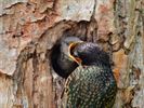 Een minimonstertje en andere jonge dieren