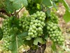 Groeten uit Beaune