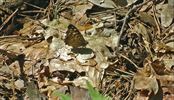 Dagvlinders in Grote Brogel
