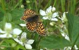 Dagvlinders in Grote Brogel