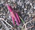 Gespot: roze sprinkhaan