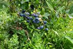 Blueberry Fields forever
