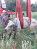 Koe sukkelt in Zwarte Beek
