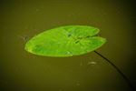 Fotogeniek water in Lommel