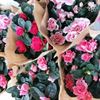 Win een mooie prijs met Plantjesweekend KotK