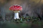 Herfst en paddenstoelen