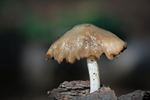 Herfst en paddenstoelen