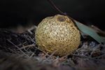 Herfst en paddenstoelen