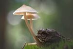 Herfst en paddenstoelen