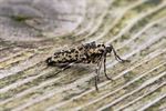 Grote Wintervlinder