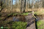 Een elzenbroekbos in Oudsbergen