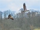 Kraanvogels in vallei van de Zwarte Beek