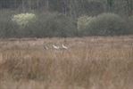 Kraanvogels in vallei van de Zwarte Beek