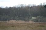 Kraanvogels in vallei van de Zwarte Beek