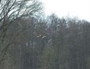 Kraanvogels in vallei van de Zwarte Beek
