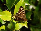 Mooie natuur in Den Tip bedreigd