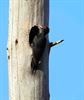 Ook lente voor de vogels