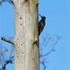 Ook lente voor de vogels
