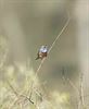 Ook lente voor de vogels