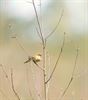 Ook lente voor de vogels
