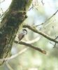 Ook lente voor de vogels