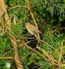 Ook lente voor de vogels