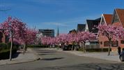 Ook bloesempracht in Beringen