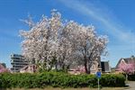 Ook bloesempracht in Beringen