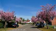Ook bloesempracht in Beringen