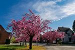 Ook bloesempracht in Beringen