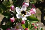 Op naar de bloesems
