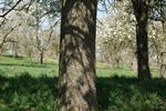 Op naar de bloesems