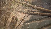 De Grote Fossé, een pareltje met historische roots