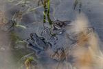 De Grote Fossé, een pareltje met historische roots