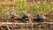 De Grote Fossé, een pareltje met historische roots