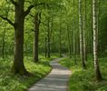 Lindelsbos-project voorgesteld