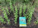 Wildplukpad in 'Park met Smaak'